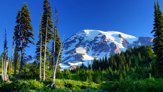 Mount rainier usa mountains snow trees grass flowers slope 3840x2160.