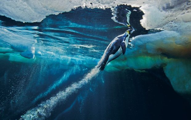 National geographic underwater speed wallpaper nature launch penguins ice desktop.