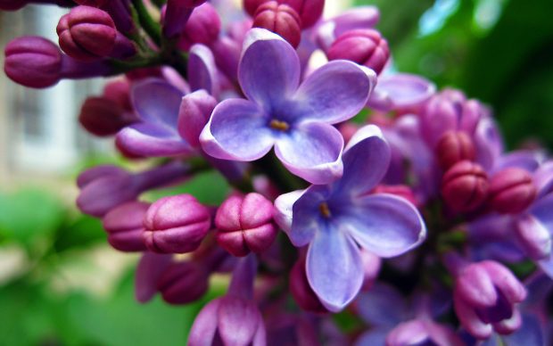 Nature Flowers Lilac Backgrounds.