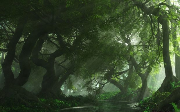 Nature Forest Background Wallpaper.