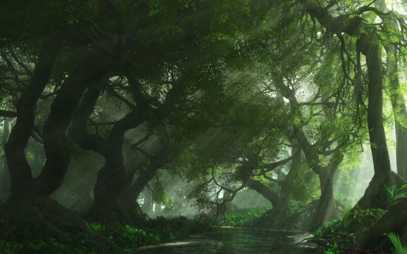 Forest Desktop Backgrounds - PixelsTalk