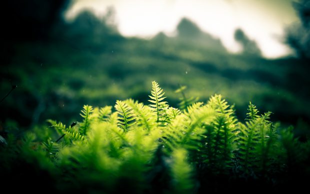 Nature landscapes plants fern hill trees forest jungle green glass window leaves 1920x1200.