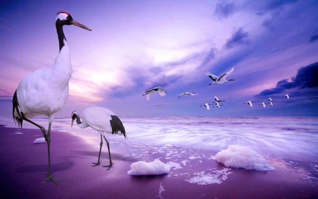 Nice bird new wallpaper hd.