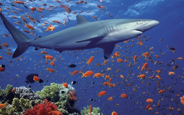 Ocean shark underwater world exotic fish coral desktop wallpaper.