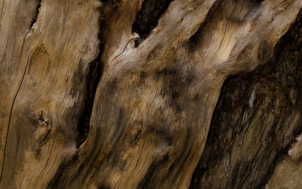 Old Tree Wood Bark Free Wallpaper HD.