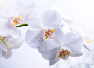 Orchid Background Wallpaper 06229.