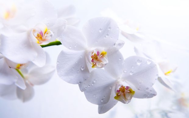 Orchid Background Wallpaper 06229.