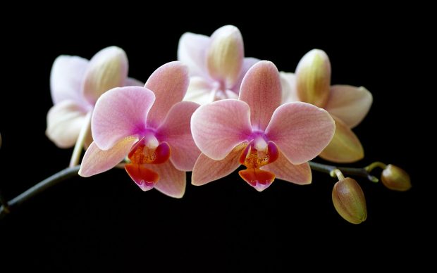 orchids wallpaper.