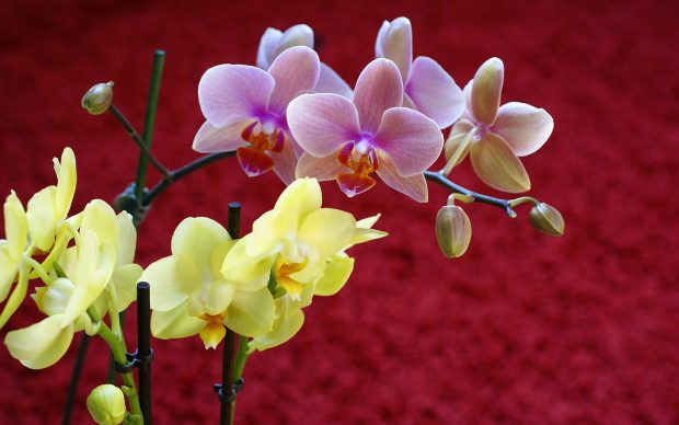 orchids wallpaper.