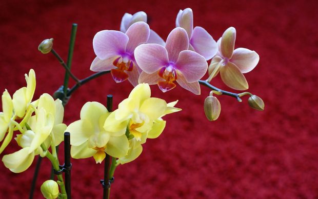 orchids wallpaper.