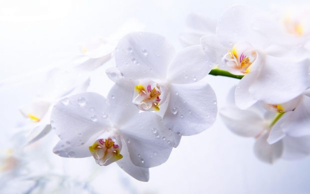 Orchid Wallpapers HD Free Download.