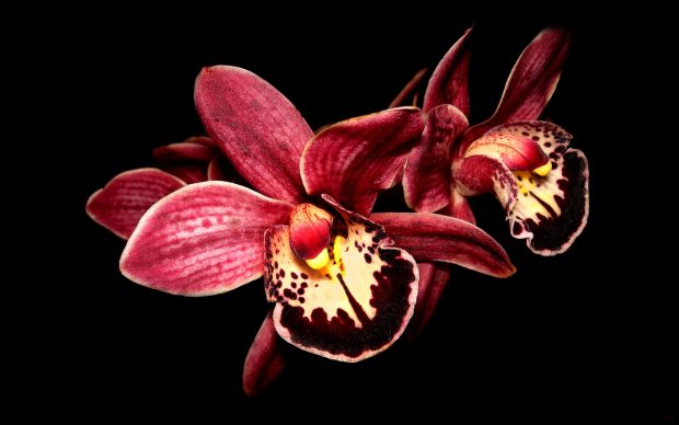 Orchid desktop hd wallpapers.