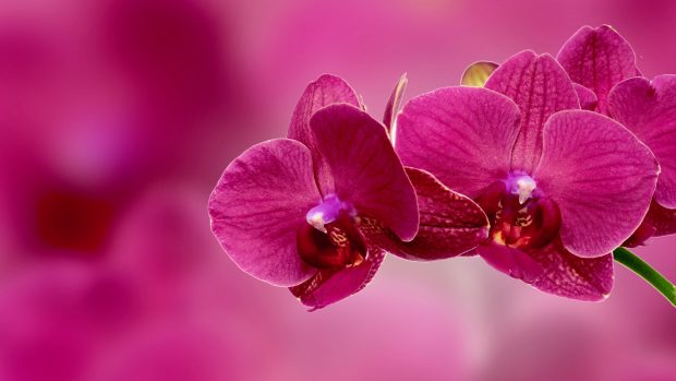 Orchid flower petals pink images 3840x2160.