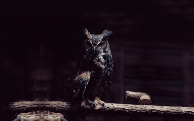 Owl in the shadows animal hd wallpaper 1920x1200.