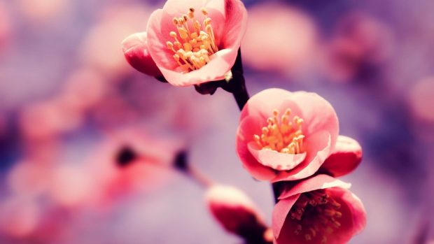 PC desktop wallpaper spring hd new.