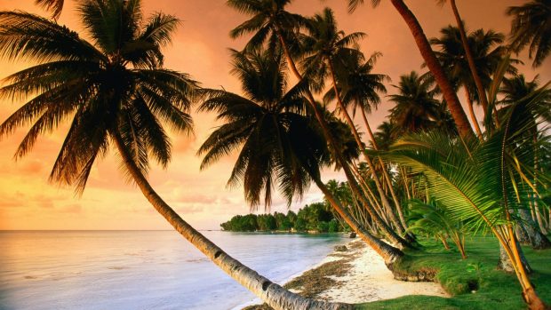 Palm Tree Images Download.