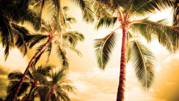 Palm tree free hd wallpapers.