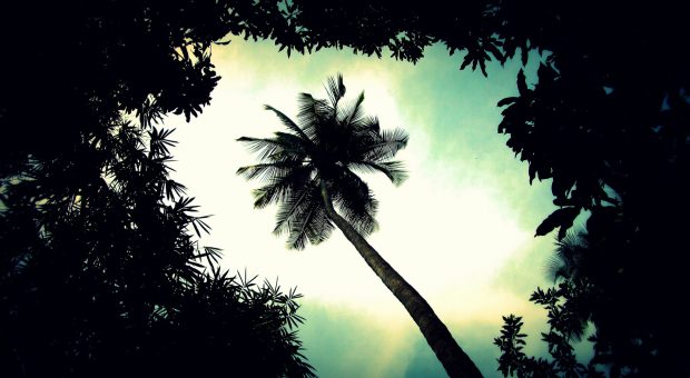 Palm tree top wallpaper 1920x1080.