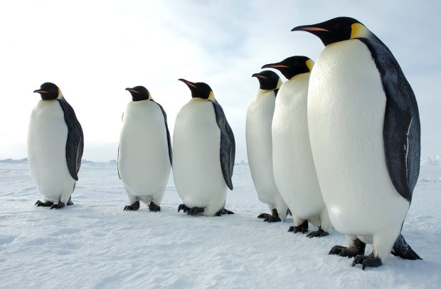 Penguin Wallpaper HD Download.