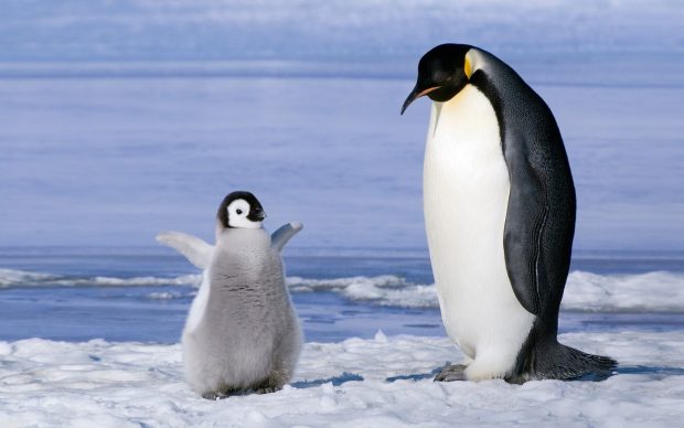 Penguin couple snow ice cub 3840x2400.