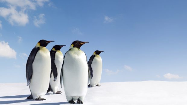 Penguin wallpapers desktop background.