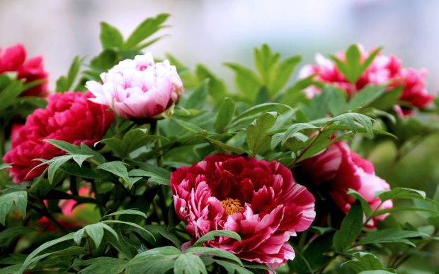 Peony flower images.