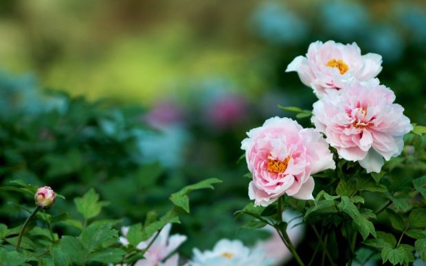 Peony flowers free hd wallpapers.