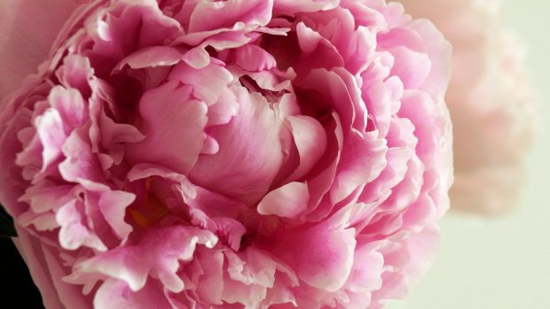 Peony flowers wallpaper.