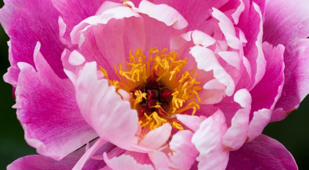 Peony wallpaper 1920x1080.