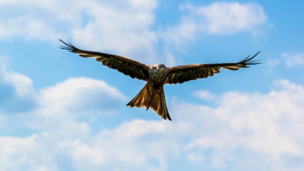 Peregrine Falcon On The Blue Backgrounds.