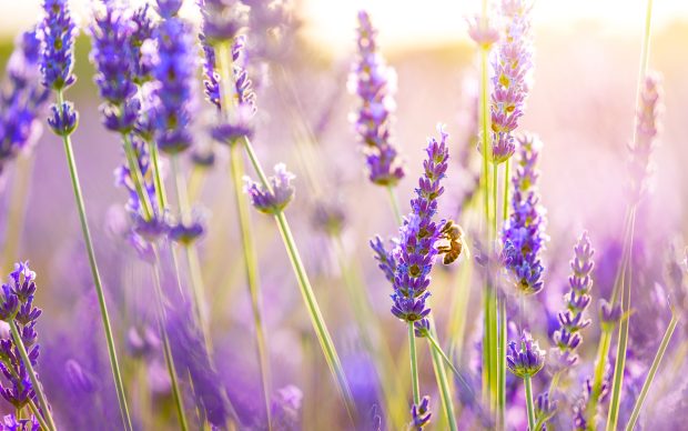 Bee enjoying fresh Lavender flowers.