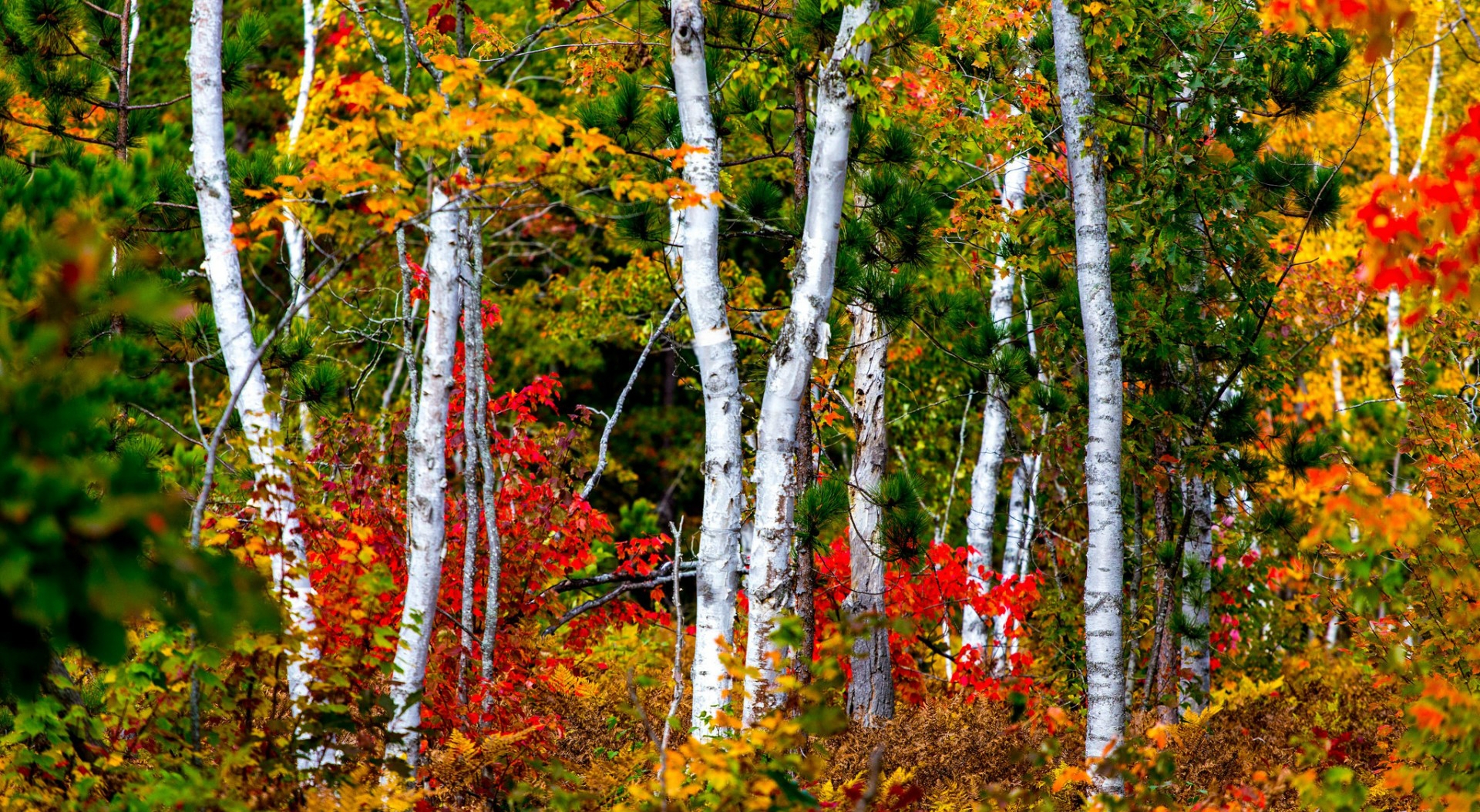 Birch Tree Wallpapers Pixelstalknet