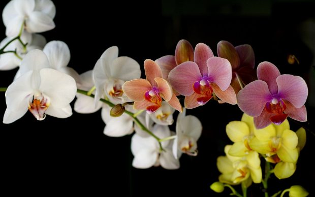 orchids wallpaper.