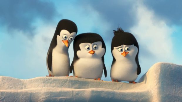 Pictures Penguin HD Download.
