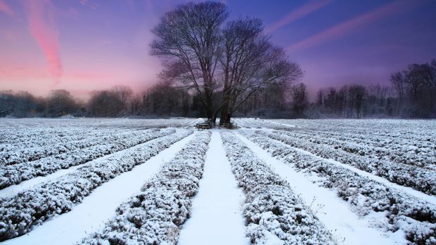 Pictures Winter Download Free