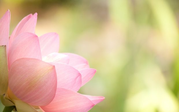 Pictures of lotus flowers.