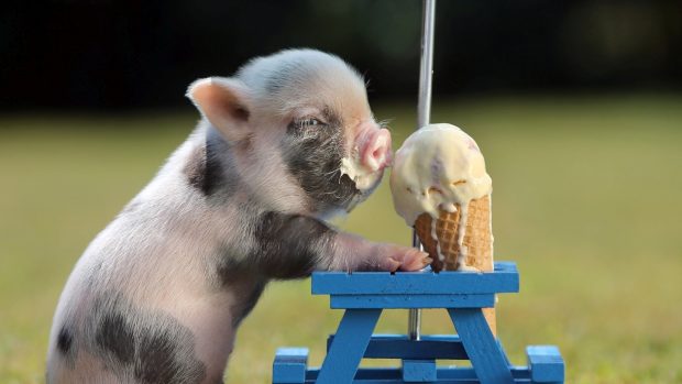 Piglet eating ice cream photos 1920x1080.
