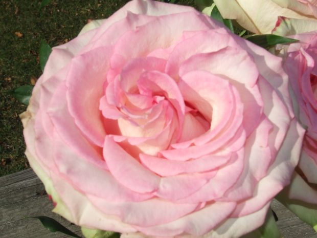 Pink Cabbage Rose Closeup.