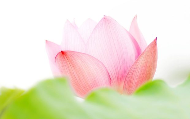 Pink lotus flower images 1920x1200.