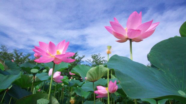 Pink lotus flowers hd wallpapers.