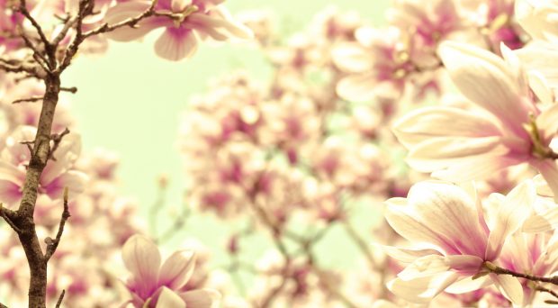 Pink magnolia wallpaper 1920x1080.