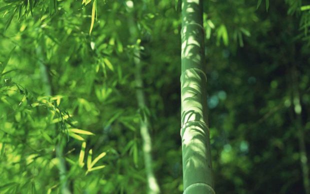 Plants Japan Bamboo Wallpaper Nature Beauty Full Size.