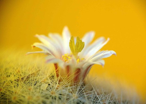 Plants Nature Cactus Flowers Wallpaper HD Free Download For Pc.