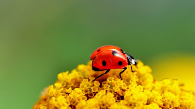 Pretty-Ladybug-Wallpaper