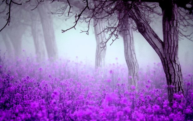 Purple Flower Desktop Wallpaper.