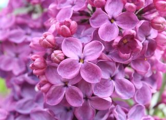 Purple lilac flowers wide imagws.