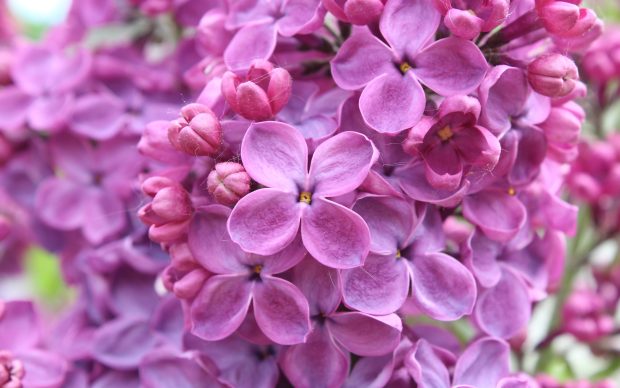 Purple lilac flowers wide imagws.