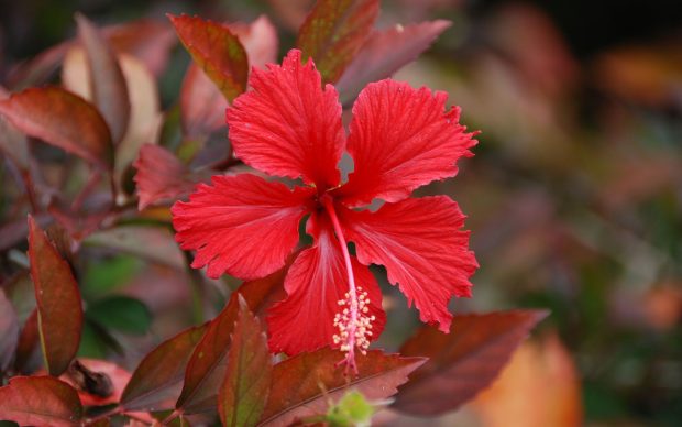 Red Hibiscus Flower HD Widescreen Wallpapers.