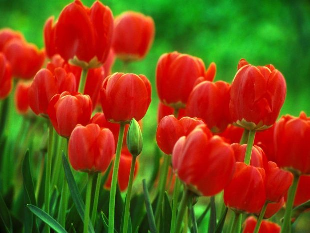 Red Tulips Desktop Backgrounds 1