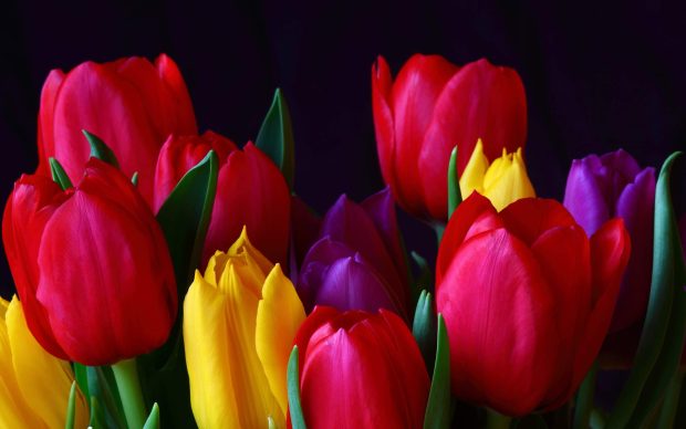 Red Tulips Desktop Wallpaper 1